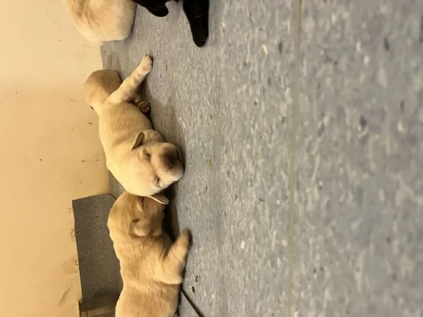 Cuccioli Labrador  | Foto 4
