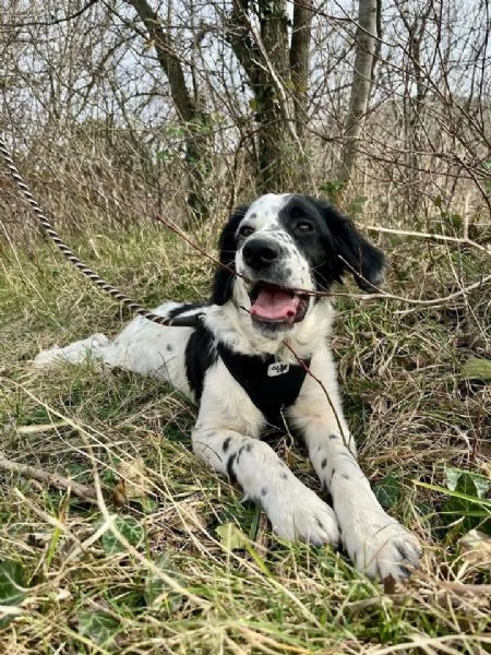 Odin - bellissimo setter mix in cerca di una famiglia attiva | Foto 3
