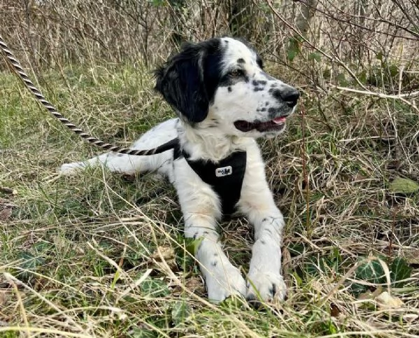 Odin - bellissimo setter mix in cerca di una famiglia attiva | Foto 2