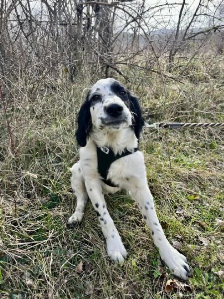 Odin - bellissimo setter mix in cerca di una famiglia attiva