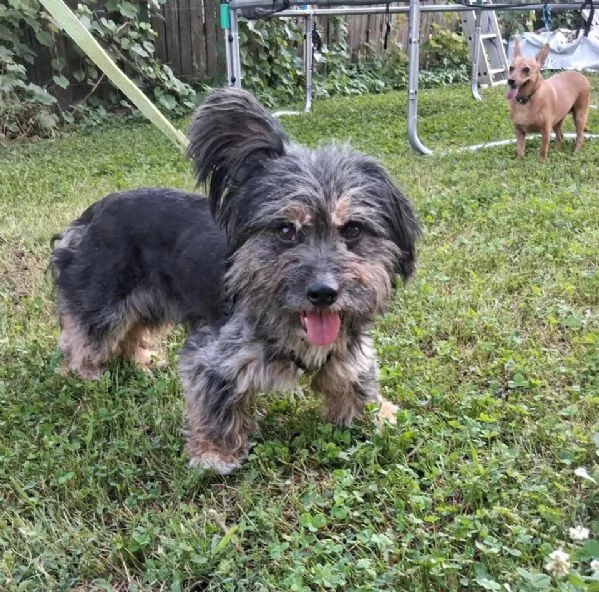 Bichon Havanese incrociato con Bassotto