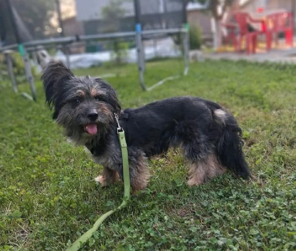 Bichon Havanese incrociato con Bassotto | Foto 1