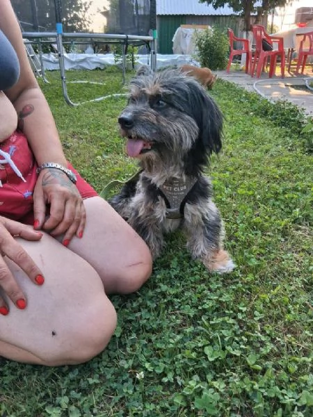 Bichon Havanese incrociato con Bassotto | Foto 0