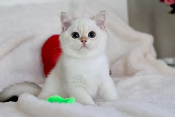 British Shorthair di Razza Pura | Foto 0