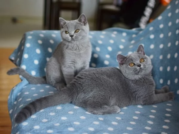 British Shorthair di Razza Pura