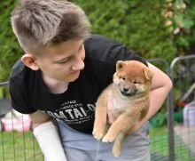 cucciolo di Shiba Inu