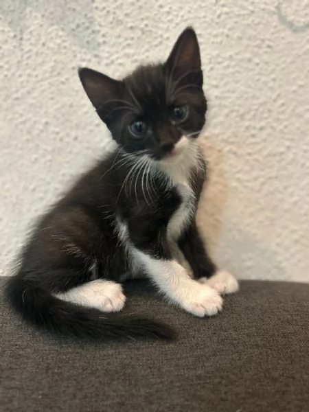 Regalo gattina | Foto 2