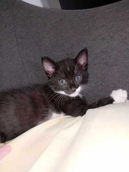 Regalo gattina | Foto 0