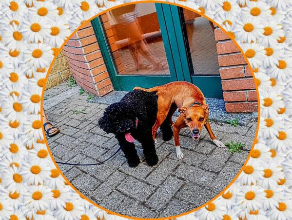 Barboncino chihuahua pischer 