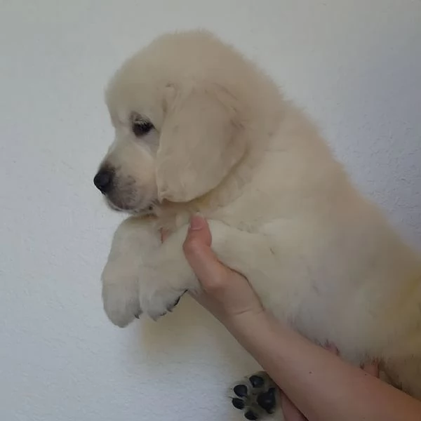 Cuccioli di golden retriever Bianchi
