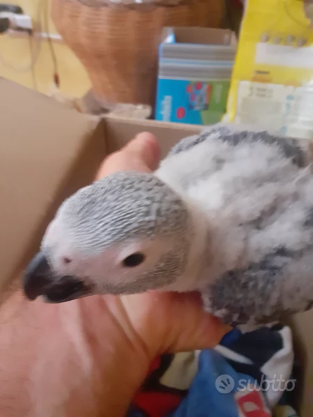 Cenerini allevati a mano