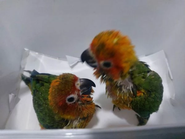 Cenerini allevati a mano | Foto 0