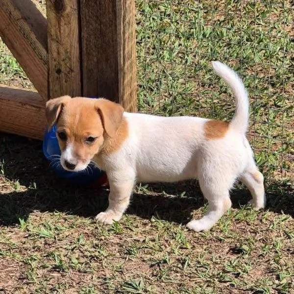 Offerta di adozione maschio e femmina.  Jack Russell  | Foto 0