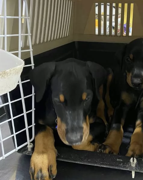Disponibili dobbermann femmina  | Foto 1