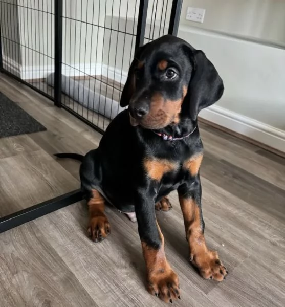 Disponibili dobbermann femmina  | Foto 0
