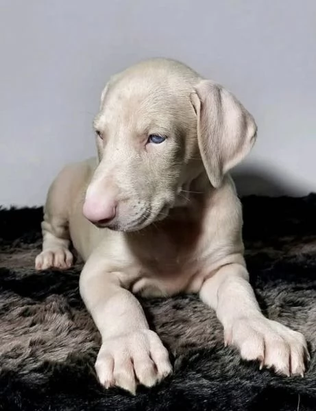 Disponibili dobbermann femmina 