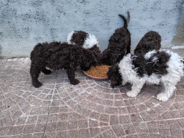 Offerta di adozione maschio e femmina. Lagotto 
