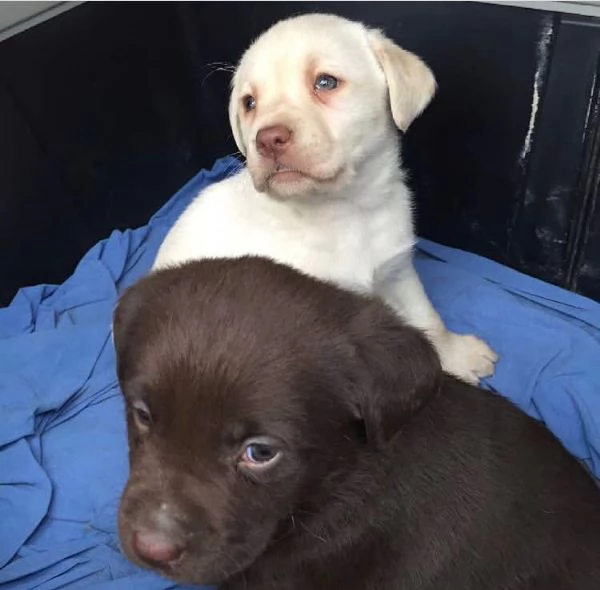 Offerta di adozione maschio e femmina. Labrador | Foto 0