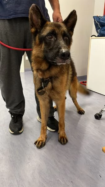 Raul PASTORE TEDESCO  | Foto 2