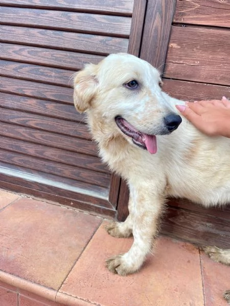 Diva 5 mesi | Foto 1