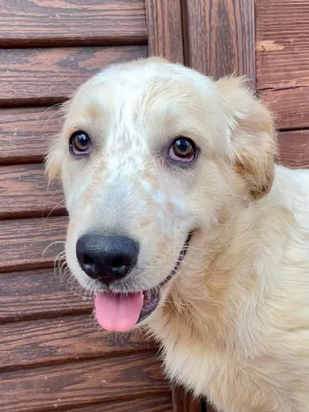 Diva 5 mesi | Foto 0