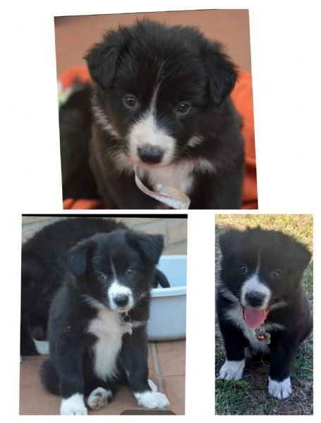 Cuccioli di border collie 