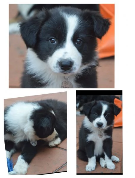 Cuccioli di border collie  | Foto 1