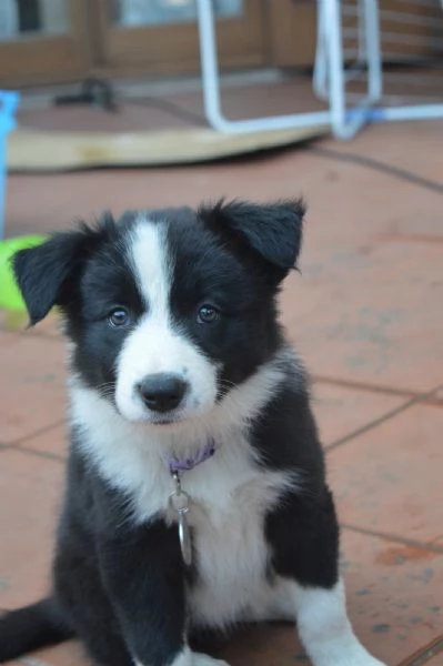 Cuccioli di border collie  | Foto 0