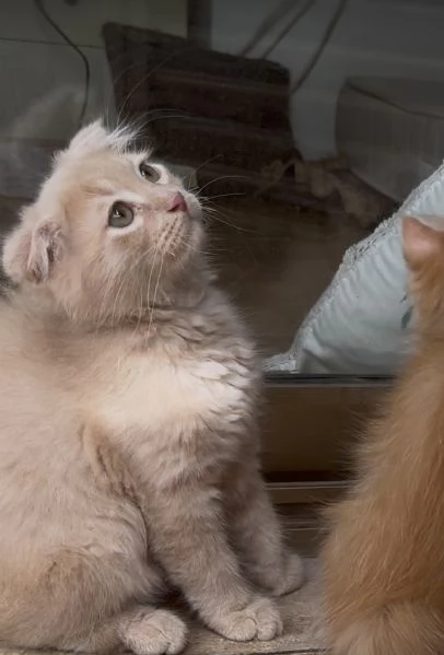 Gattini Scottish Fold & German Longhair | Foto 7