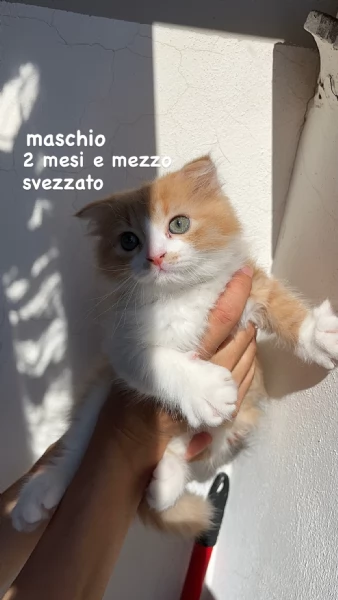 Gattini Scottish Fold & German Longhair | Foto 6