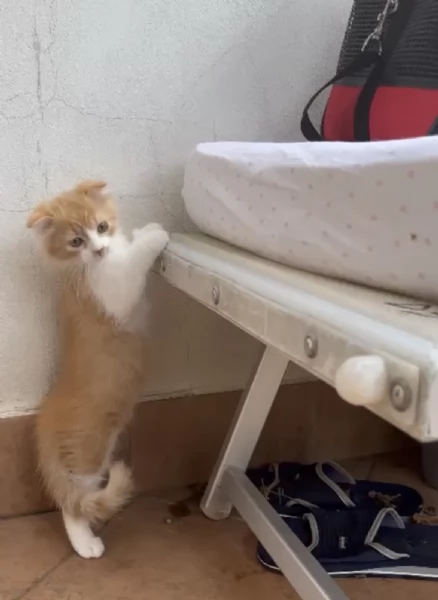 Gattini Scottish Fold & German Longhair | Foto 5