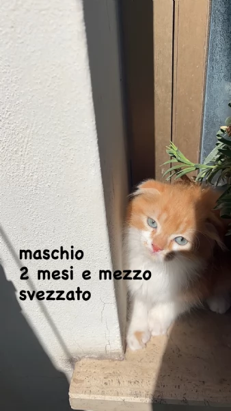 Gattini Scottish Fold & German Longhair | Foto 4