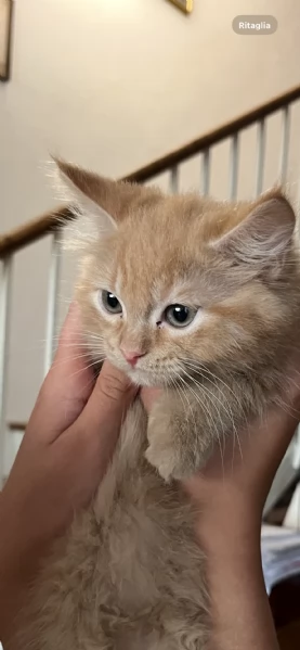 Gattini Scottish Fold & German Longhair | Foto 3