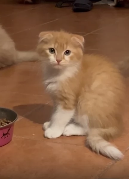 Gattini Scottish Fold & German Longhair | Foto 2