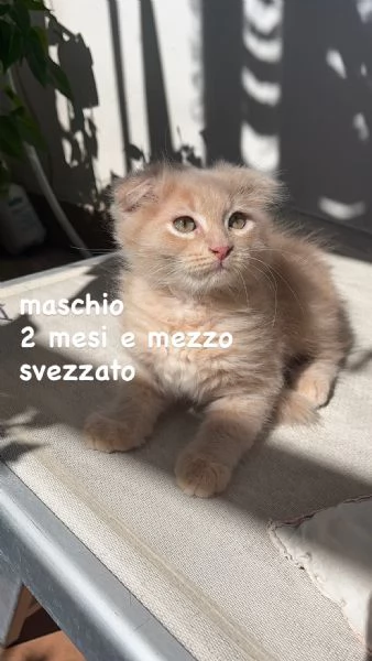 Gattini Scottish Fold & German Longhair | Foto 1