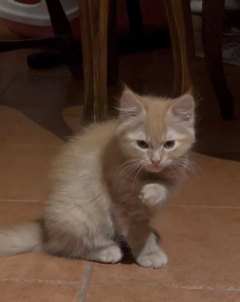 Gattini Scottish Fold & German Longhair | Foto 0