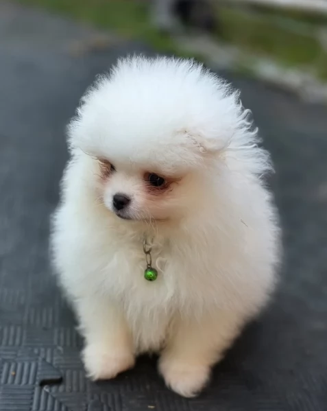 M e F di orsacchiotto di peluche Volpino Pomerania per ladozione | Foto 3