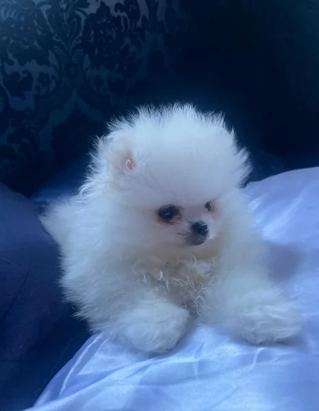 M e F di orsacchiotto di peluche Volpino Pomerania per ladozione | Foto 6