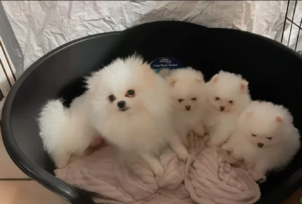 M e F di orsacchiotto di peluche Volpino Pomerania per ladozione