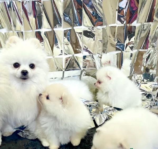 M e F di orsacchiotto di peluche Volpino Pomerania per ladozione | Foto 4