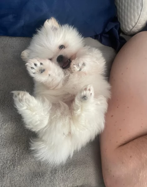 M e F di orsacchiotto di peluche Volpino Pomerania per ladozione | Foto 3