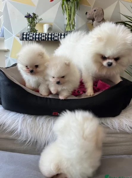 M e F di orsacchiotto di peluche Volpino Pomerania per ladozione | Foto 6