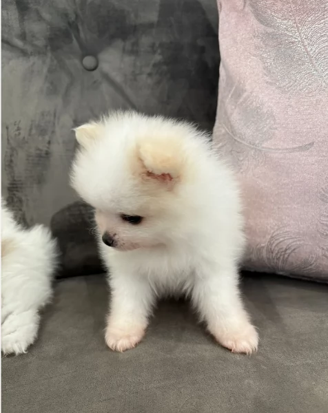 M e F di orsacchiotto di peluche Volpino Pomerania per ladozione | Foto 5