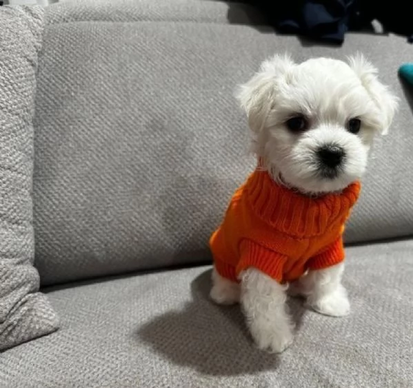 M e F di orsacchiotto di peluche Maltese per adozione | Foto 2