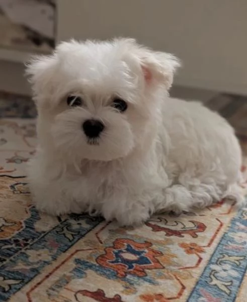 M e F di orsacchiotto di peluche Maltese per adozione | Foto 5