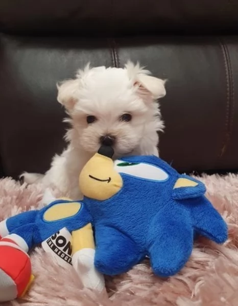 M e F di orsacchiotto di peluche Maltese per adozione | Foto 5