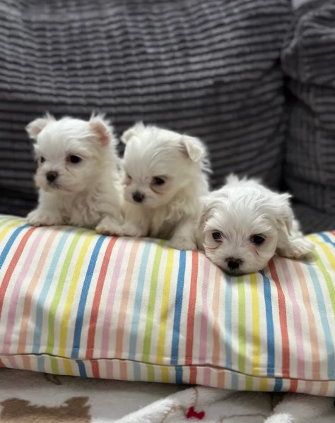 M e F di orsacchiotto di peluche Maltese per adozione