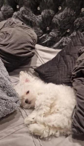 M e F di orsacchiotto di peluche Maltese per adozione | Foto 0