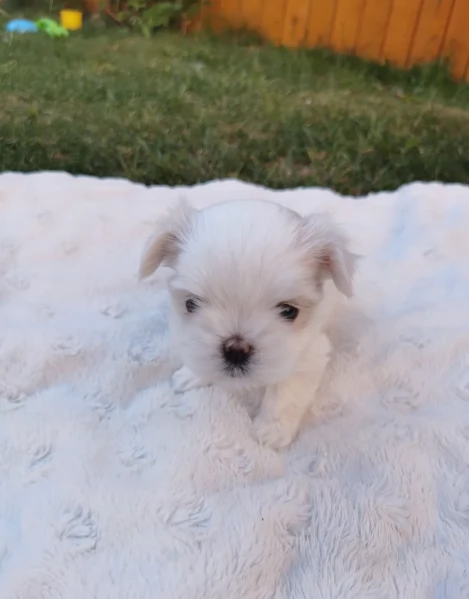 M e F di orsacchiotto di peluche Maltese per adozione | Foto 5
