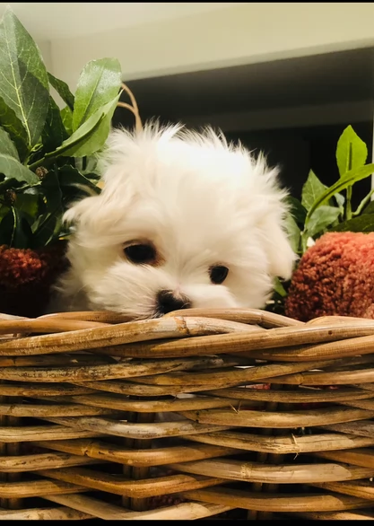 M e F di orsacchiotto di peluche Maltese per adozione | Foto 3